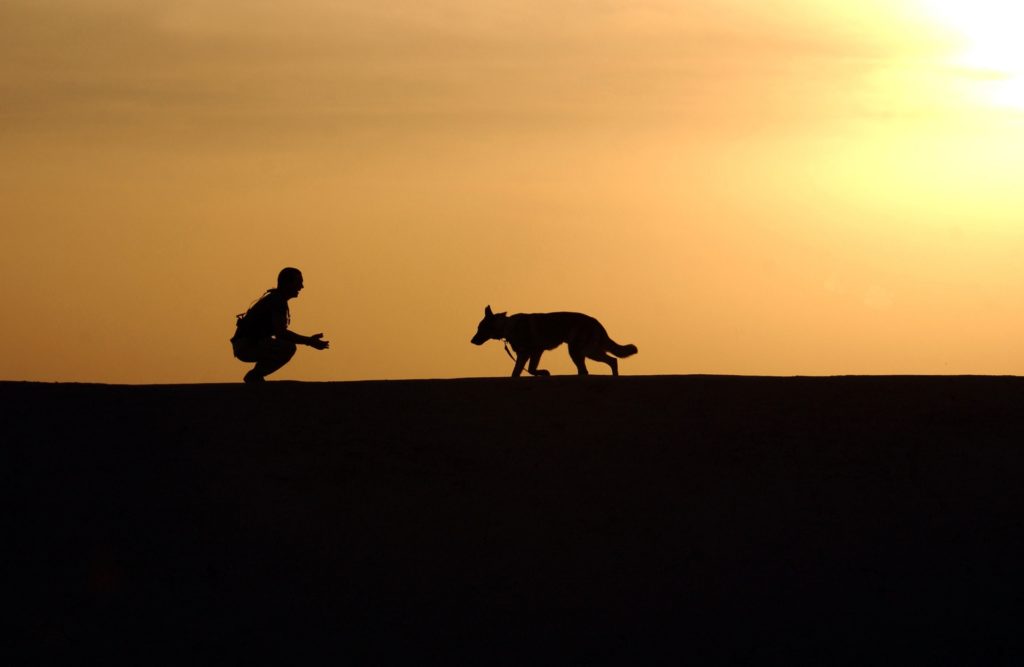 Dog coming to owner