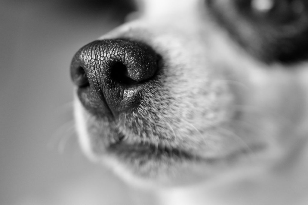 Photo of a dog's nose